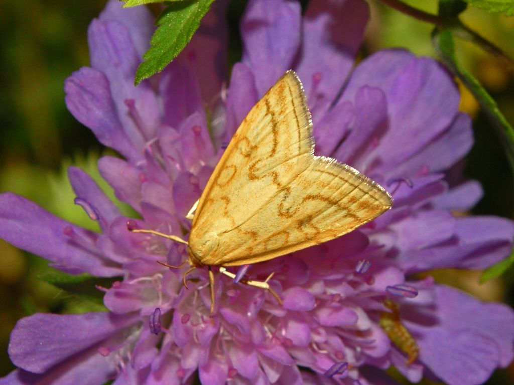 Udea lutealis